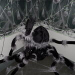 Halloween Hall spider