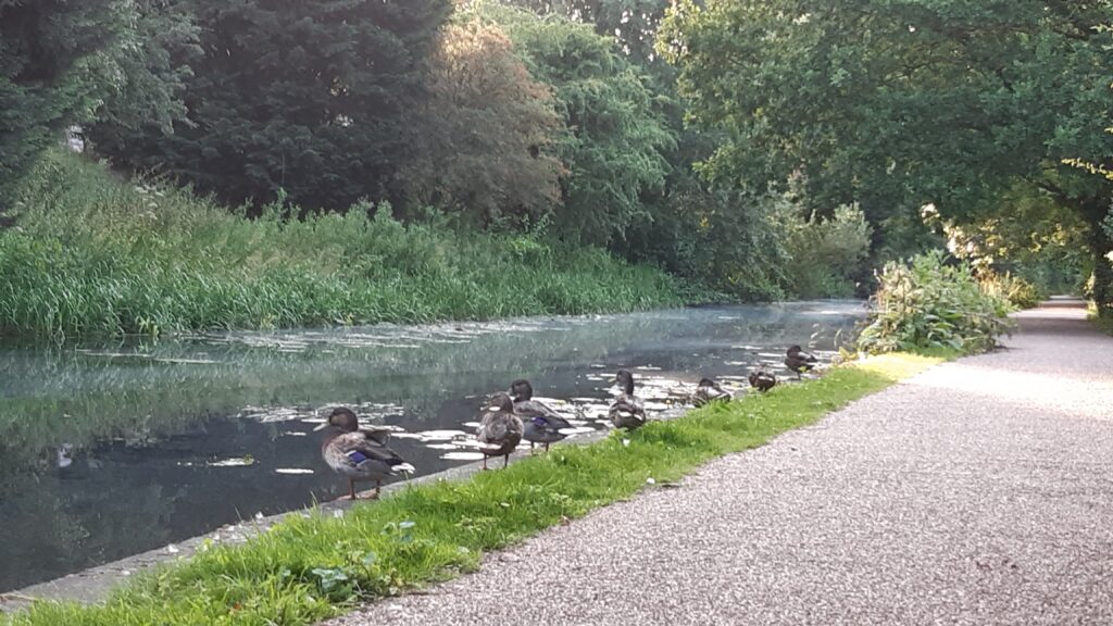 Erewash Canal nature ducks