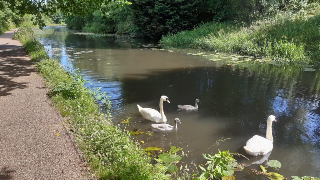 Erewash Canal Hallam nature and swans