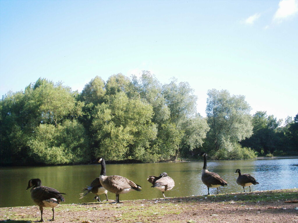 Kirk Hallam Lake and Meadows Geese