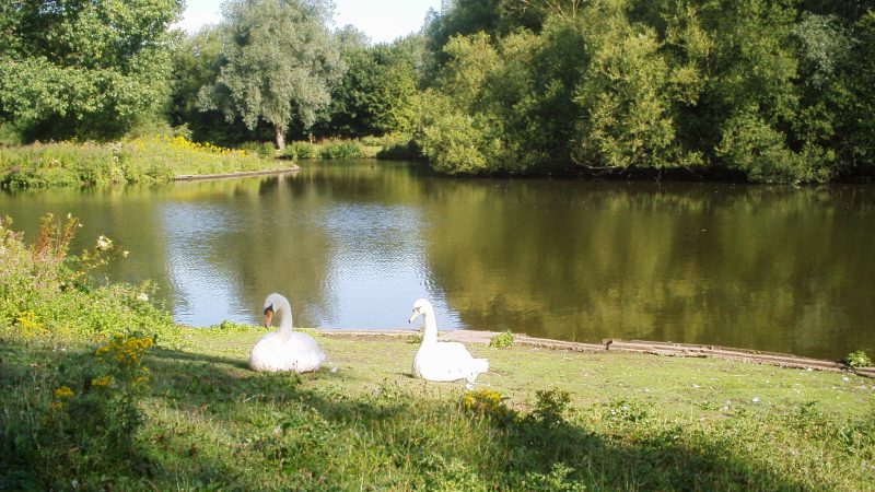 Kirk Hallam Lake and Meadows Swans